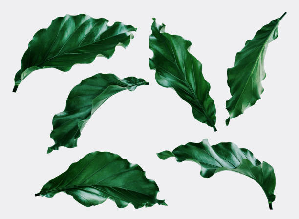 istock More beautiful exotic tropical leaves, isolated leaf background 1286233427