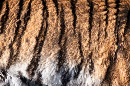 Close up of the side fur of a tiger