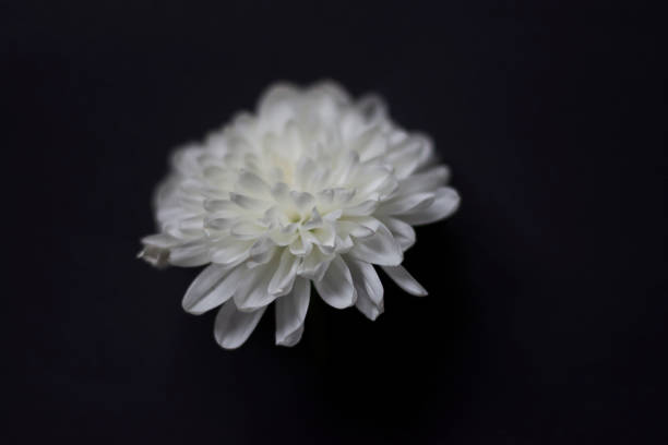 istock White flower on black background 1286234359