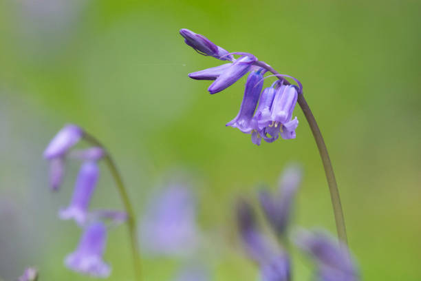 istock Purple delicate flowers 1286234378