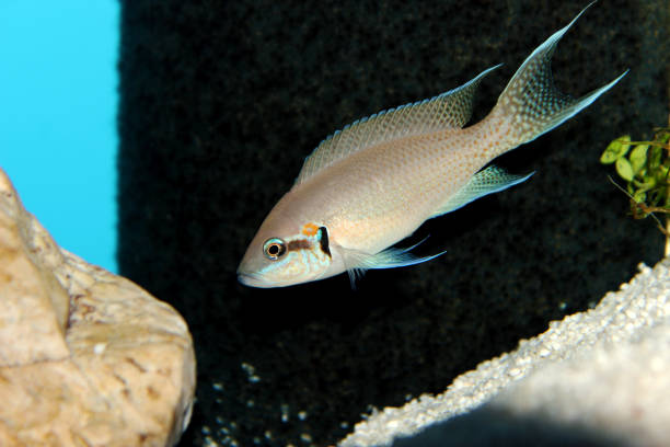 istock Brichardi Cichlid, African Tanganyika Princess fish - (Neolamprologus brichardi) 1286234550