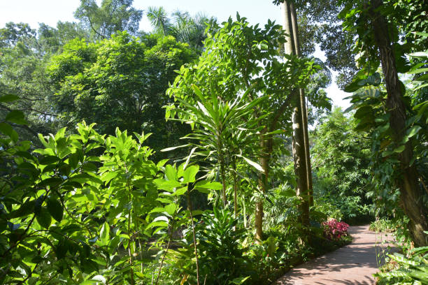istock plants of rainforest in sunny day 1286235458
