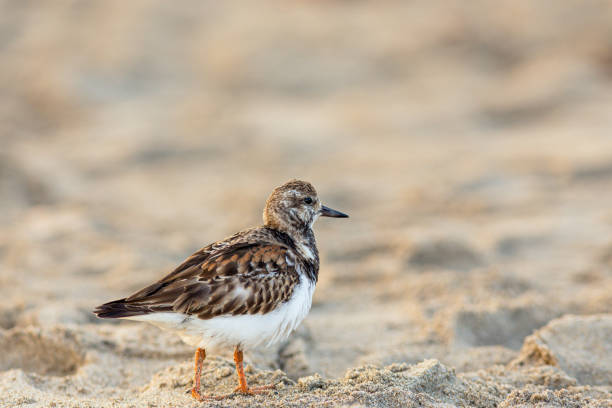 istock Coastal scene of sandpiper sanderling 1286236845