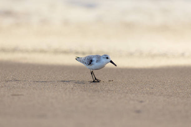 Coastal scene of sandpiper sanderling on the beach in South Florida