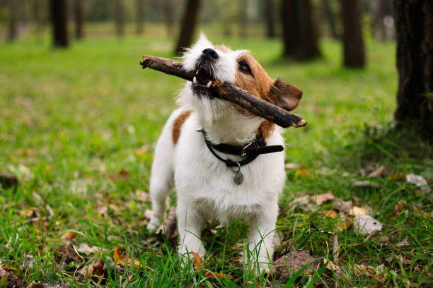istock Cute jack russell bears a stick. 1286237011