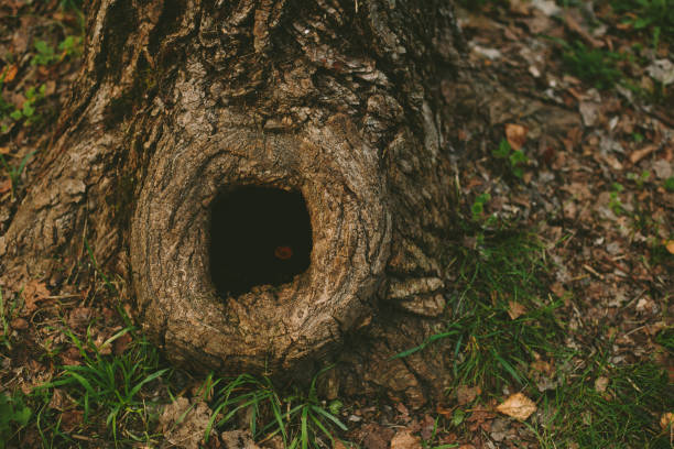hueco de árbol en el viejo muñón cubierto de musgo - tree hole bark brown fotografías e imágenes de stock