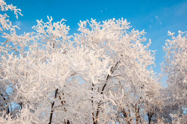 istock A tree in winter and soft fluffy snow 1286237639