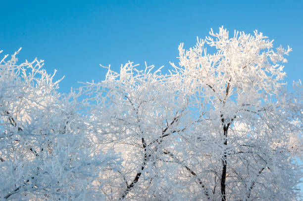 istock A tree in winter and soft fluffy snow 1286237646