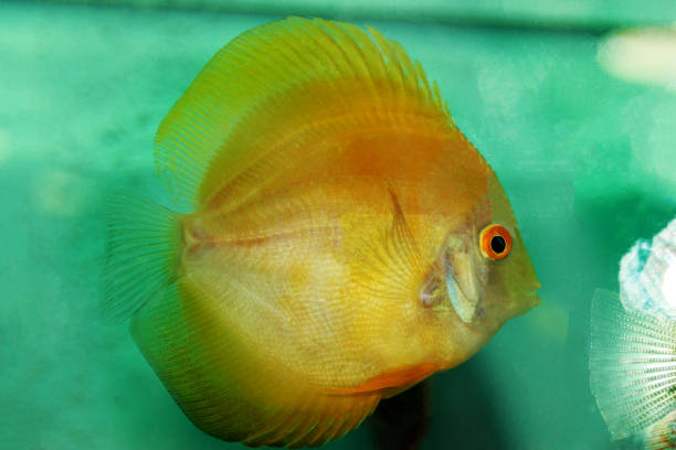 Yellow Marlboro Discus - (Symphysodon sp.) Yellow Marlboro Discus - (Symphysodon sp.) cichlasomatinae stock pictures, royalty-free photos & images