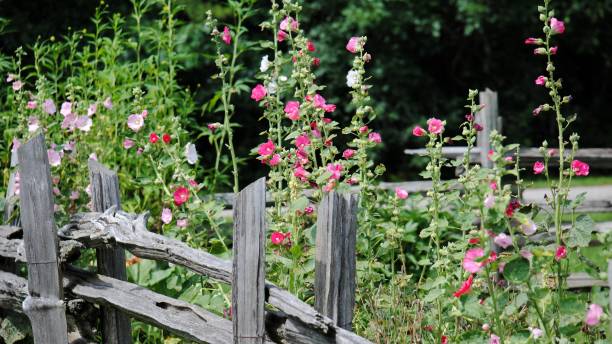 A lovely old fashioned garden with a split rail fence full of Hollyhocks.