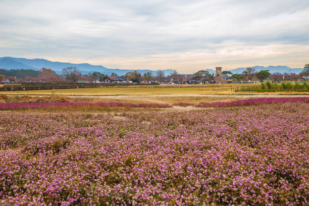 慶州の花畑を持つ長門大展望台 - globe amaranth ストックフォトと画像