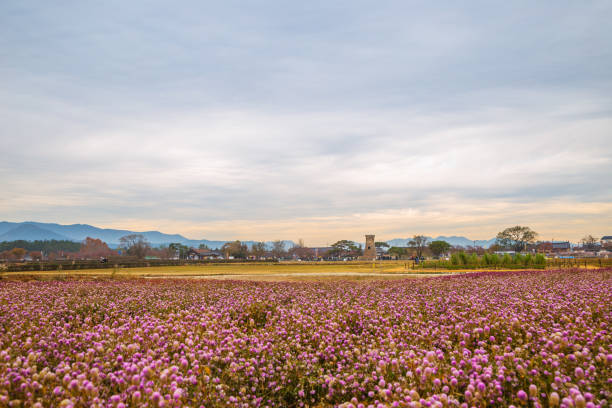cheomseongdae observatory with flower field in gyeongju, korea - globe amaranth imagens e fotografias de stock