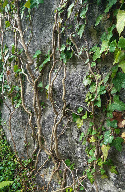 istock A climbing plant with green leaves and many twisted branches grows on a stone wall 1286238864