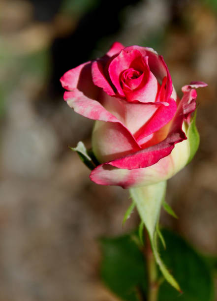 istock Singe varigated lipstick rose bud against blurred background 1286238885