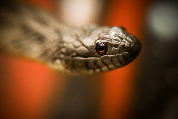 istock Water snake Nerodia rhombifer 1286239750
