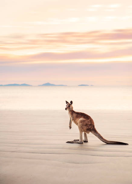 canguro en la playa al amanecer - kangaroo fotografías e imágenes de stock