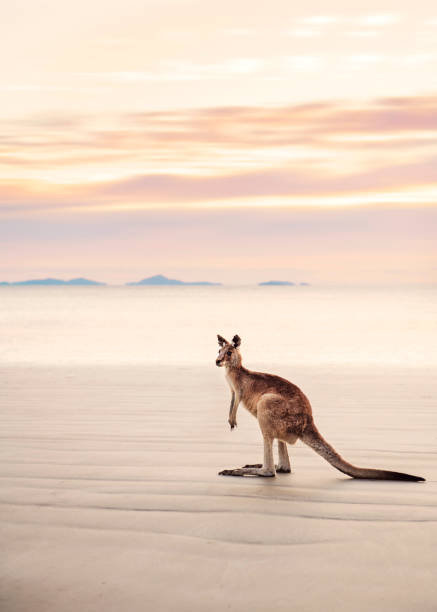 kangourou sur la plage au lever du soleil - kangaroo photos et images de collection