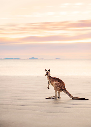 Lone Kangaroo on beach in Cape Hillsborough Queensland