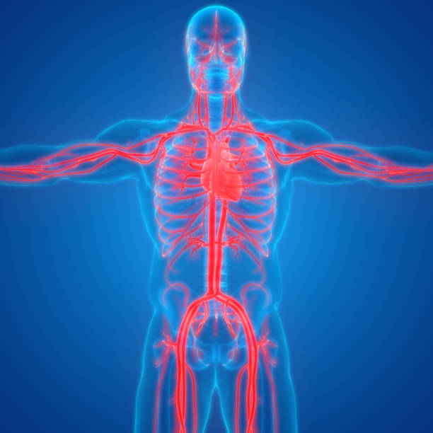 istock Human Circulatory System Heart Anatomy 1286242786