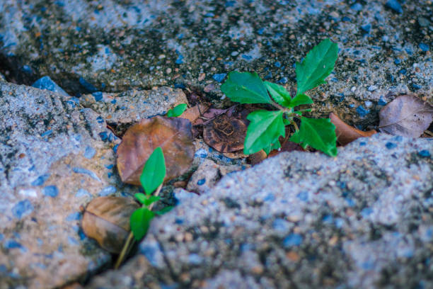 istock The green grass growing between the broken concrete 1286244650