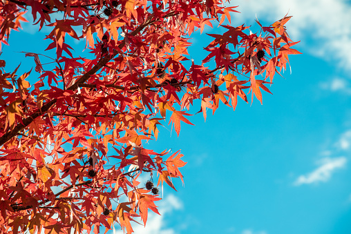 Red maple trees are bright red foliage that appears in fall season.