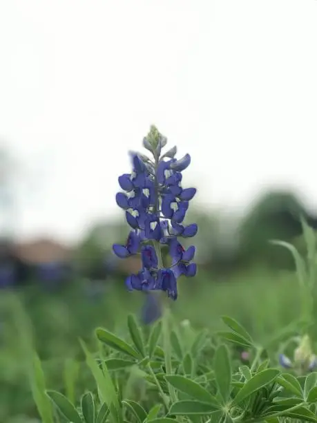 Bluebonnet: the Texas state flower; blooms in the spring in a field