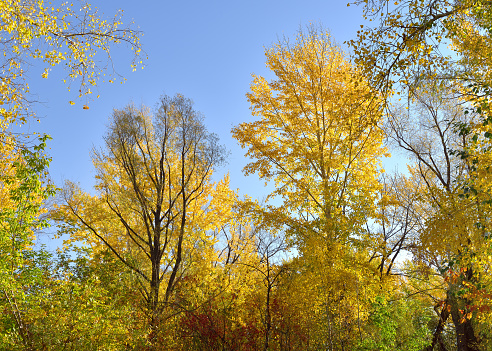 Crowns and branches covered with Golden leaves