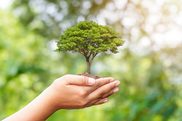 istock Hand holding trees on blurred green nature background, replacement tree planting idea, deforestation and earth day. 1286251082