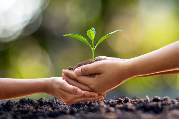 Human hands help plant seedlings in the ground, the concept of forest conservation and tree planting. Human hands help plant seedlings in the ground, the concept of forest conservation and tree planting. sapling stock pictures, royalty-free photos & images