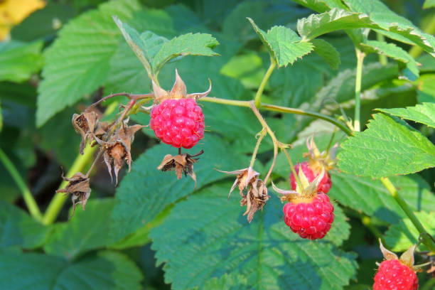 istock ripe raspberries on the bush 1286253754
