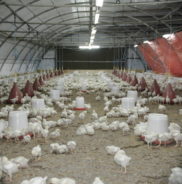 istock Many baby broiler chickens 1286253800