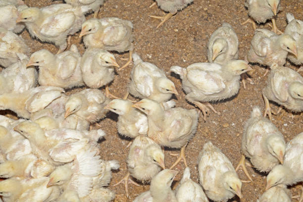 istock Many baby broiler chickens 1286253801