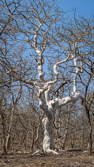Magnificent, huge, white, dry gum tree or rubber tree in jungle at Sasan Gir, Gujrat, India.