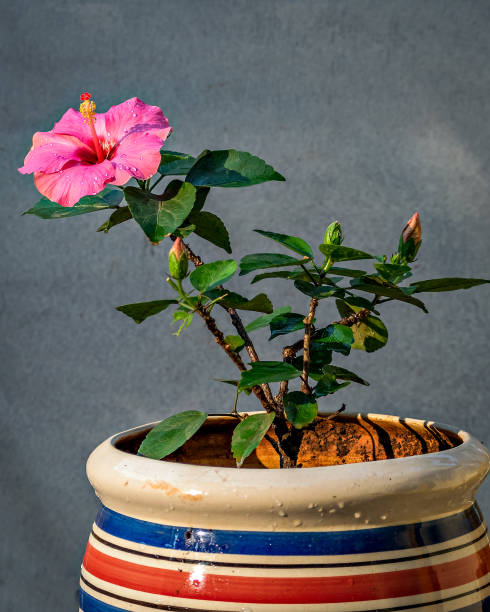 belle fleur rose d’hibiscus et plante dans un pot avec le fond blanc clair. - stem pollen hibiscus beauty in nature photos et images de collection