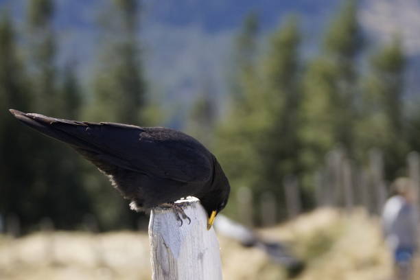 Jackdaw, mountain jackdaw in front of the Allgäu Alps