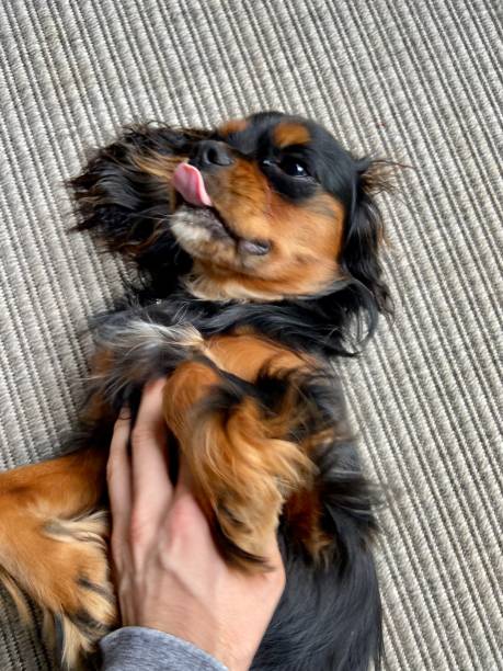 istock Happy dog getting a belly rub 1286258032
