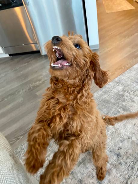 istock Happy Goldendoodle ready to play 1286258091