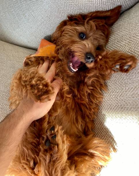 istock Happy Goldendoodle getting a belly rub 1286258858