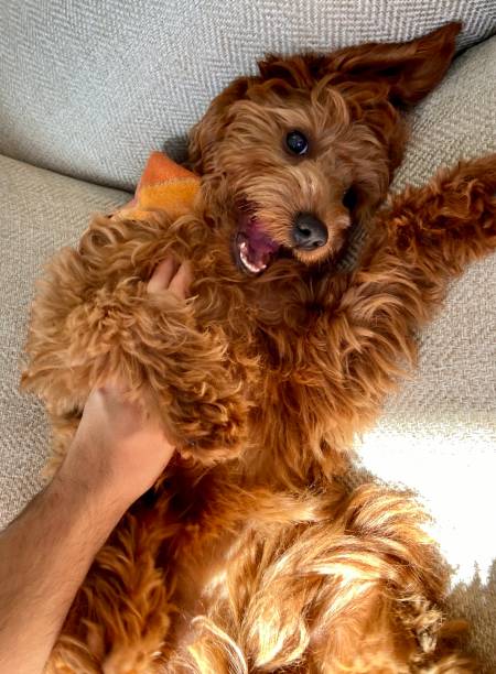 istock Happy Goldendoodle getting a belly rub 1286258891