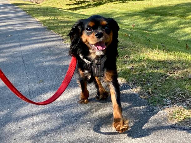 istock Happy Cavalier King Charles Spaniel on a walk 1286258892