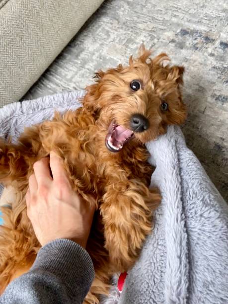 istock Happy Goldendoodle getting a belly rub 1286258934