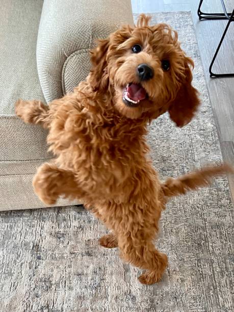 glücklich goldendoodle bereit zu spielen - cute animal purebred dog brown stock-fotos und bilder