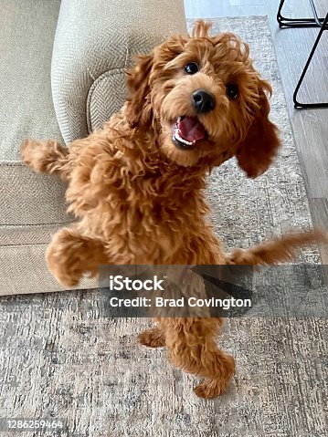 istock Happy Goldendoodle ready to play 1286259464