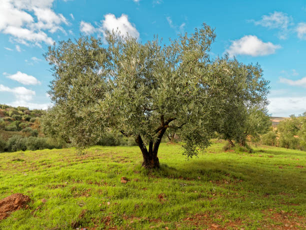 istock View of a Beautiful Green Olive Tree 1286260394