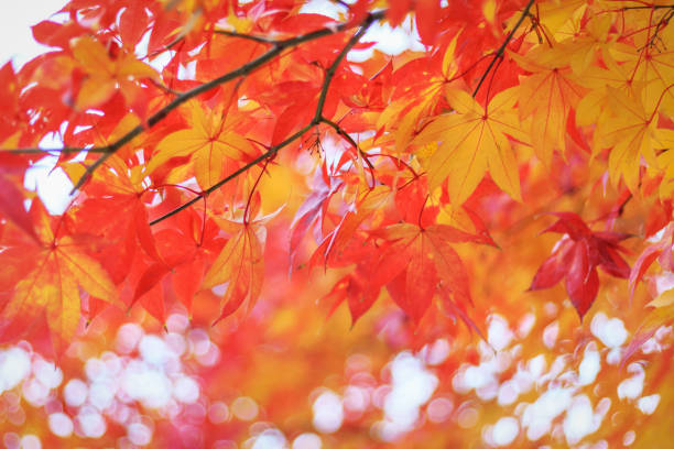 istock Colorful maple foliage close-up top view, natural background 1286261330