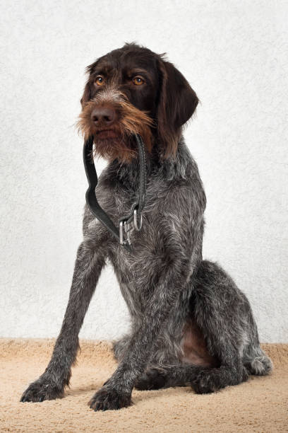 istock home dog sitting with a collar in his teeth 1286261503