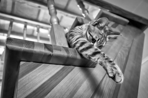 A small naughty kitten climbed a wooden staircase. Black and white photo.