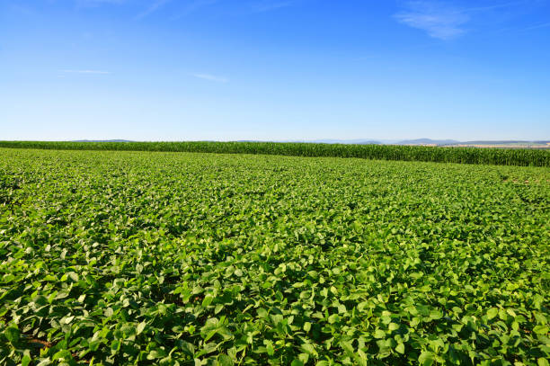 istock Growing green soybeans plant on field. 1286263964
