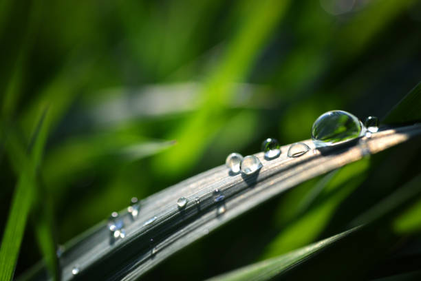 istock Green grass with transparent water drops on meadow close up. 1286264031