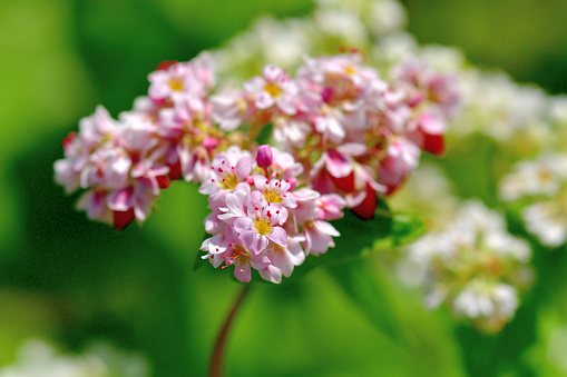 Buckwheat seeds are used for raw food diet, and for products such as buckwheat flour, soba noodles and kasha, or roasted groats. Its flowers, white and pink, bloom from late summer to early autumn (July-September).